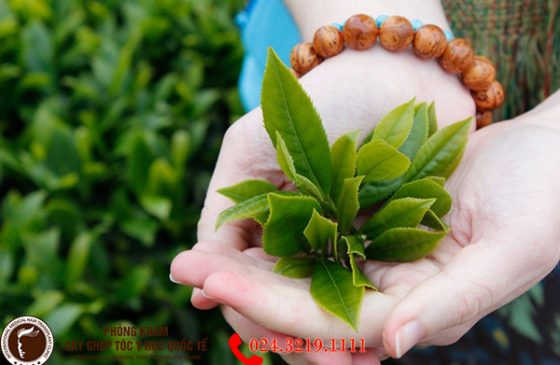 cách trị rụng tóc từ thiên nhiên hiệu quả