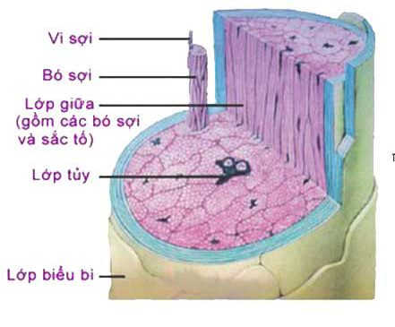 cấu tạo của tóc