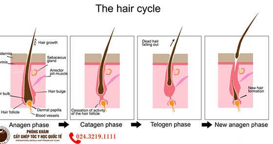 chu kỳ mọc tóc rụng tóc