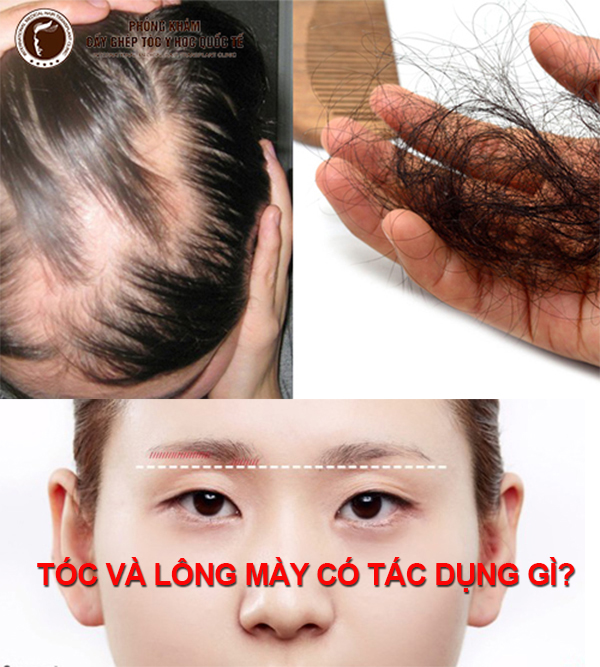 tóc và lông mày có tác dụng gì