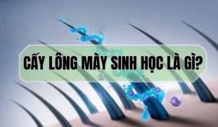 Giải mã cấy lông mày sinh học là gì – Có nên lựa chọn hay không?