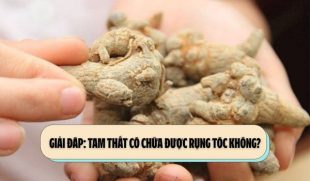 Giải đáp: Tam thất có chữa được rụng tóc không?