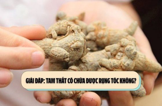 Tam thất có chữa được rụng tóc không?