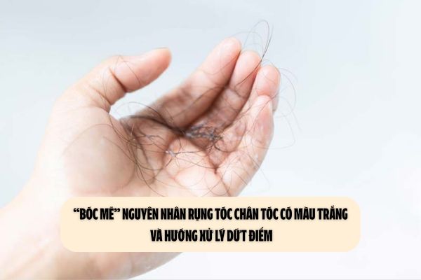 “Bóc mẽ” nguyên nhân rụng tóc chân tóc có màu trắng và hướng xử lý dứt điểm “Bóc mẽ” nguyên nhân rụng tóc chân tóc có màu trắng và hướng xử lý dứt điểm