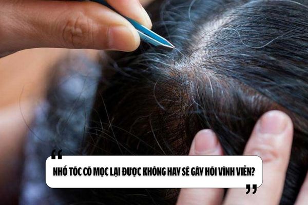 Nhổ tóc có mọc lại được không hay sẽ gây hói vĩnh viễn?