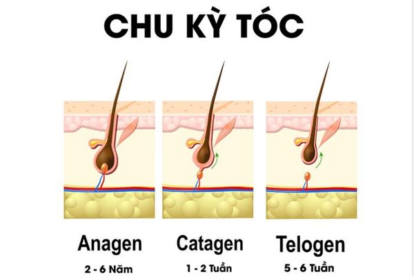 Nang tóc bị teo có phục hồi lại được không? Cách nhận biết và phục hồi hiệu quả