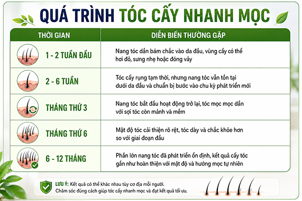 Thời gian mọc tóc sau khi cấy 