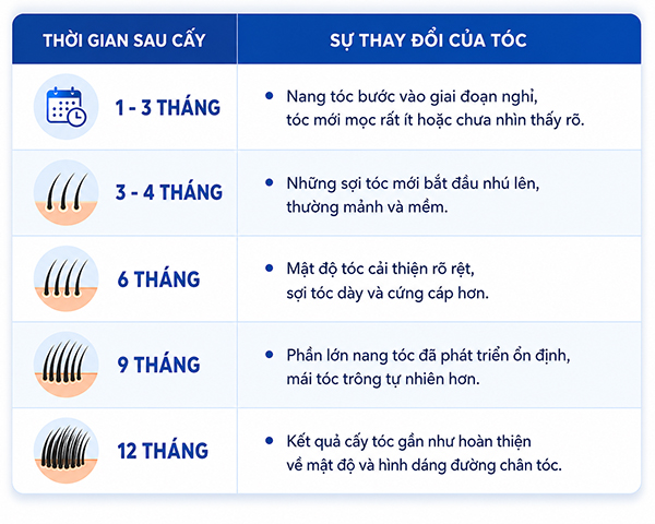 Quá trình phát triển của tóc sau khi rụng