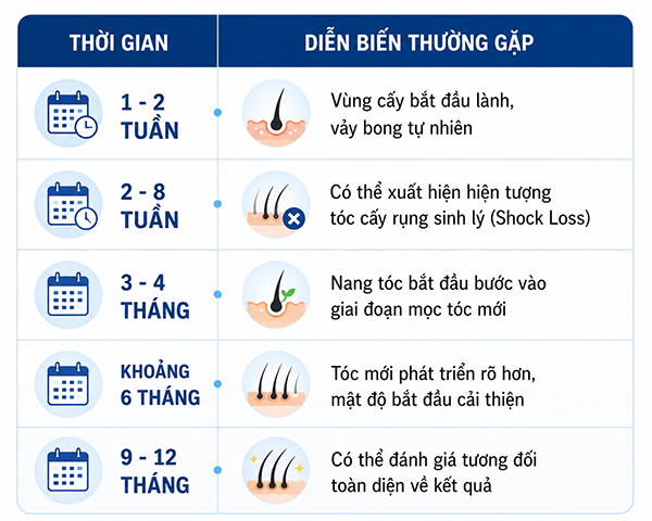 Quá trình phục hồi sau cấy tóc thường diễn ra theo từng giai đoạn