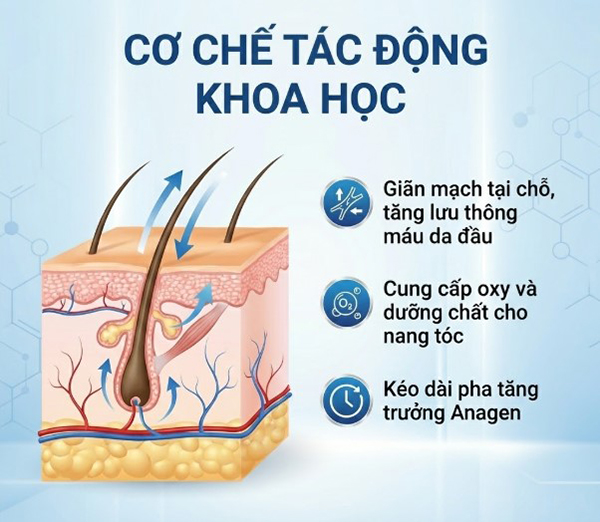 Cơ chế hoạt động của minoxidil