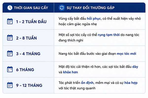 Quá trình phát triển của tóc sau cấy thường trải qua các giai đoạn