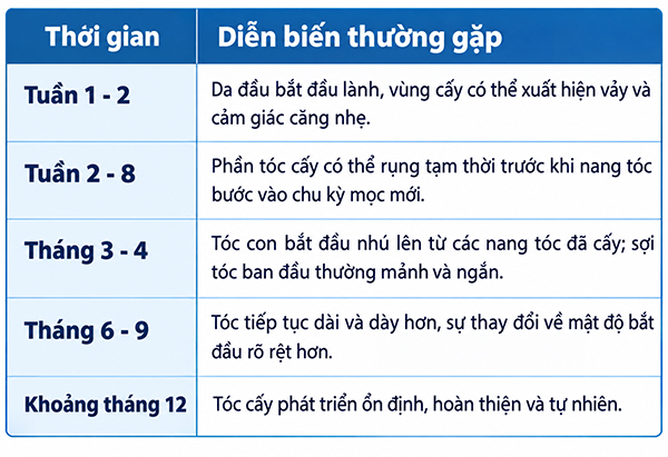 lộ trình phát triển của tóc sau khi cấy